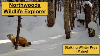 Stalking Winter Prey in Maine [upl. by Claud635]