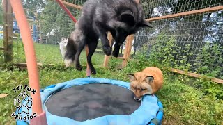 Foxes pouncing and playing [upl. by Irrol]