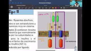 3 LABORATORIO Receptores tirosina cinasa [upl. by Acirederf575]