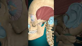 Temporalis muscle action Mandible retraction muscle [upl. by Linda]