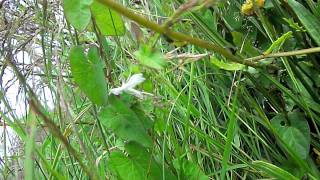 White Plume MothPterophorus pentadactyla httpwhealbusyecologygardenwebofficelivecomvid5AVI [upl. by Annotahs789]