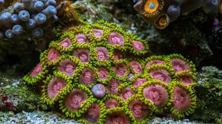 Zoanthids waking up for the day 🥱 shorts [upl. by Yrffoeg]