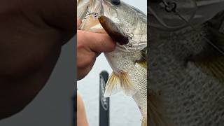 CRANK BAITING in Lake Okeechobee [upl. by Andromede74]