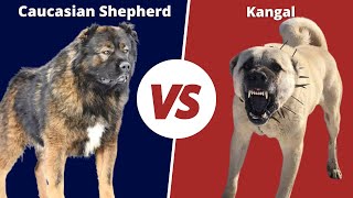 WOLF KILLERS  CAUCASIAN SHEPHERD Vs KANGAL [upl. by Brandais540]