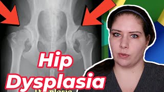 Hip Dysplasia Demystified Vet Insights for Pet Guardians [upl. by Ahsot]