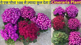 100 से भी ज़्यादा फ़ूल देता है यह पोधा  Cineraria Plant Care  Winter Heavy Flowering Plants [upl. by Jay]