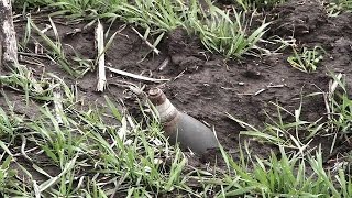 Farmers in east Ukraine call experts to clear mines from fields [upl. by Sandor895]