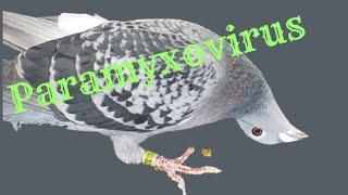 Paramyxovirus in pigeons home remedies treatment [upl. by Capone935]