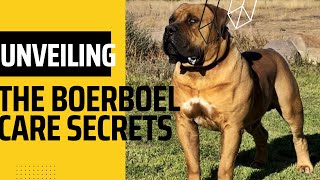 Is the Boerboel Too Much for You Discover the REAL Cost of Caring for This South African Giant [upl. by Graham]