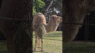 The Camel Sydney Australia [upl. by Merta415]