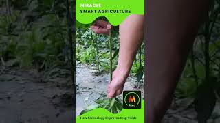 Smart Agriculture Sri Lanka [upl. by Irwinn]