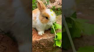 Rabbit 🐇 eating grass shorts [upl. by Kirtap]