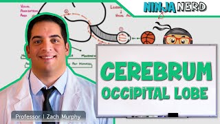 Neurology  Cerebrum Occipital Lobe Anatomy amp Function [upl. by Casar]