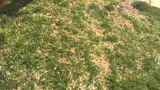 How to kill broad leaf weeds [upl. by Dranek]