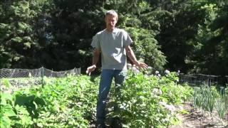 HOW TO GROW POTATOES Planting Growing Harvest Storage [upl. by Noislla]