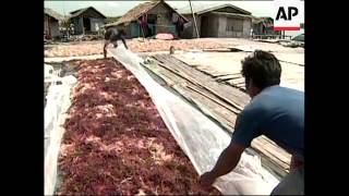 Many fleeing armed conflict are turning to seaweed farming [upl. by Arual671]