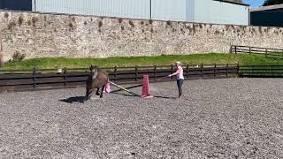 Natural Horsemanship Teaching a young Highland pony to jump using groundwork with Brodie [upl. by Meggie547]