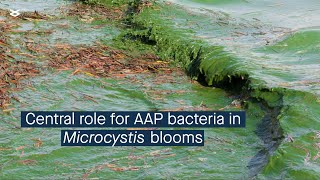 Cyanobacterial bloom interactome and a central role for AAP bacteria in nutrient cycling [upl. by Ima]