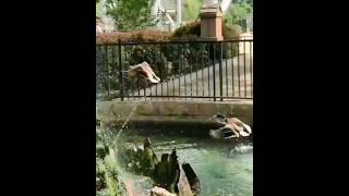 Mallard duck at Dorney Park June 2017 birds animals wildlife [upl. by Moseley]