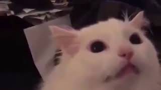 DitzyFlama made the best video on the internet Screaming cat HEYYEYAAEYAAAEYAEYAA [upl. by Sitra]