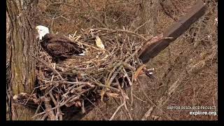 Decorah North Nest 111224 Mr North brings a wonky stick [upl. by Natanhoj759]