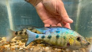 Fossorochromis rostratus a very large cichlid from Africas Lake Malawi [upl. by Elem505]