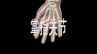 掌指关节 Metacarpophalangeal Joints [upl. by Basir376]