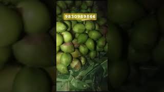 Tender Coconut Wholesale ग्रीन कोकोनट होलसेल West Bengal  Minimum 2000Pcs☎️98309898669091581123 [upl. by Notlit850]