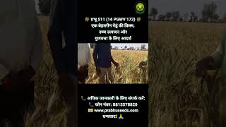 प्रभू 511 14 PGWV 173 🌾एक बेहतरीन गेहूं की किस्म उच्च उत्पादन और गुणवत्ता के लिए आदर्श [upl. by Gilbertina]