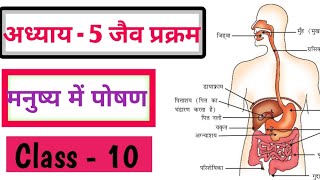 अध्याय  5 जैव प्रक्रम  part  4  मनुष्य में पोषण  Class 10 science ALclasses09 [upl. by Eberta777]