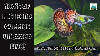 Unboxing 100s of High End Guppies [upl. by Barb]