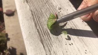 Slow mo  a bursting Impatiens seed pod [upl. by Pruchno131]