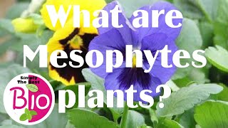 What are Mesophytes plants by Simply The Best BIO [upl. by Akimot]