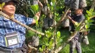 I Farm Boy Inarching Best Method For Jackfruit Propagation [upl. by Fidellia836]