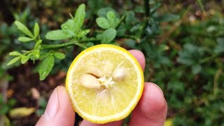 Cold Hardy Citrus in New York  Trifoliate Orange Poncirus Trifoliata [upl. by Sidwell25]