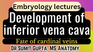 Development of IVC Inferior Vena cava  Cardinal Veins  Embryology [upl. by Etteragram]