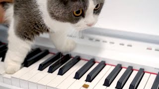 Cats try Playing Piano with treats [upl. by Wilhide975]