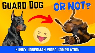 Dobermans Breaking Character Funny Doberman Video Compilation [upl. by Naujid]