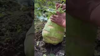 Giant kohlrabi picking [upl. by Eninahpets272]