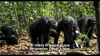 Chimpancés Historia  Disneynature [upl. by Capon]