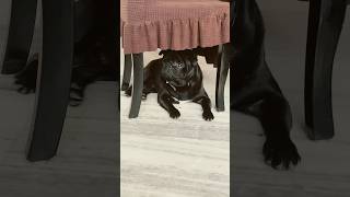 Angry Oreo😂 foryou foryourpage doglover puglife viralreels viralvideo dogsofinstagram doge [upl. by Ailekahs]