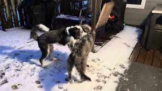 Bernedoodle vs Irish Wolfadoodle [upl. by Lrak]