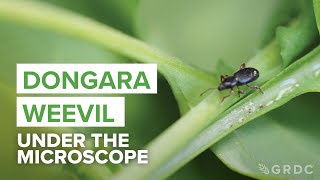 Dongara weevil A newly named pest in WA’s northern grainbelt [upl. by Raddy]