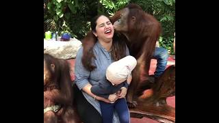 monkey kissing a women during photoshoot [upl. by Mw879]