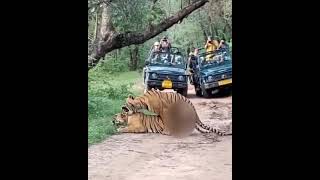 Rare Sighting Tigers Mating in Zone 6 of Ranthambore [upl. by Aneehsal]