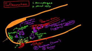 Physiology of Inflammation [upl. by Aretse]