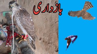 Sparrowhawk Hunting myna part 4  Falconry Attack [upl. by Sauers]