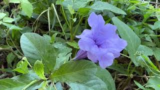 Ruellia tuberosa [upl. by Tubb]