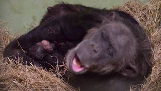 Twin baby chimpanzees – Nacimiento de mellizos de chimpancé en BIOPARC Valencia [upl. by Ecyaj]