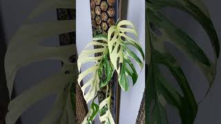 Monstera adansonii laniata variegated monstera monsteramonday plants variegatedplants tropical [upl. by Marji]